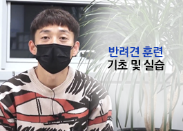 [Mobile겸용]반려견 훈련 기초 및 실습